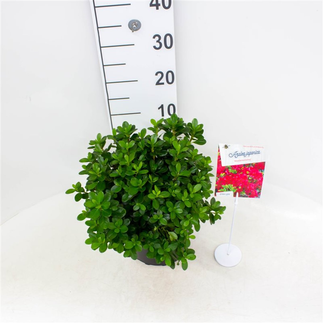 Rhododendron – Rhododendron (AJ); 'Moederkensdag' - C4 25-30 CM